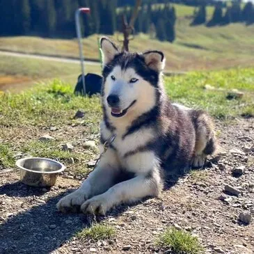 Balade en Cani-Rando près d'Annecy