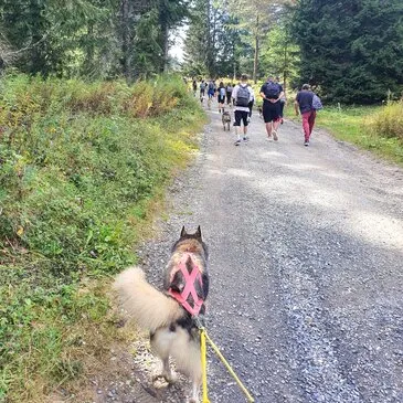 Balade en Cani-Rando près d'Annecy