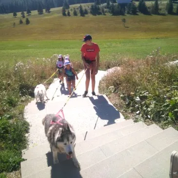 Balade en Cani-Rando près d'Annecy