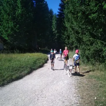 Balade en Cani-Rando près d'Annecy