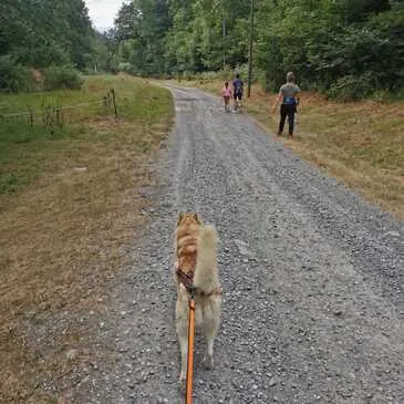 Balade en Cani-Rando près de Bagnères-de-Luchon