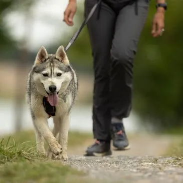 Balade en Cani-Rando près de Bagnères-de-Luchon