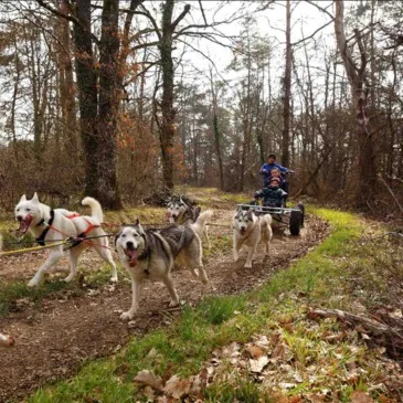 Randonnée en Cani-kart près de Troyes