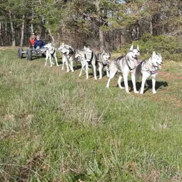Randonnée en Cani-kart près de Troyes