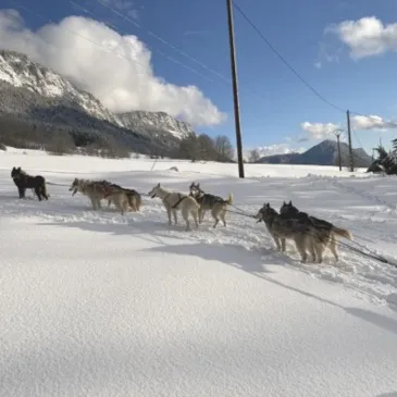 Randonnée en Chiens de Traîneau dans la Station des Coulmes