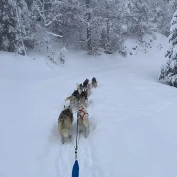 Randonnée en Chiens de Traîneau dans la Station des Coulmes