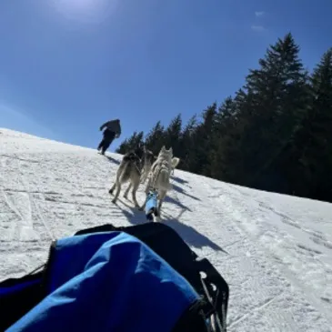 Randonnée en Chiens de Traîneau dans la Station des Coulmes