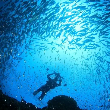 Baptême de Plongée près de Saint Paul à La Réunion
