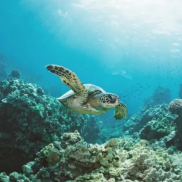 Baptême de Plongée près de Saint Paul à La Réunion