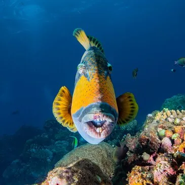 Baptême de Plongée près de Saint Paul à La Réunion