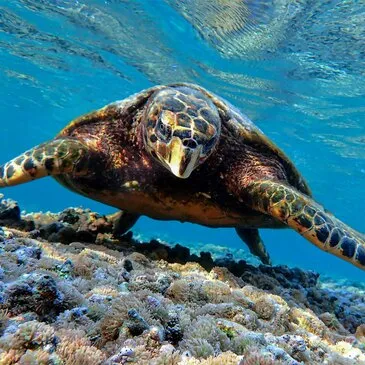 Baptême de Plongée près de Saint Paul à La Réunion