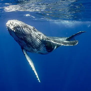 Baptême de Plongée près de Saint Paul à La Réunion