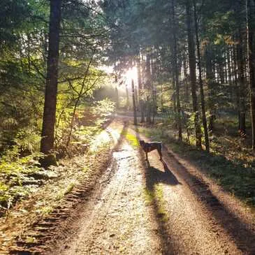 Balade en Cani-Rando près d'Evian-les-Bains