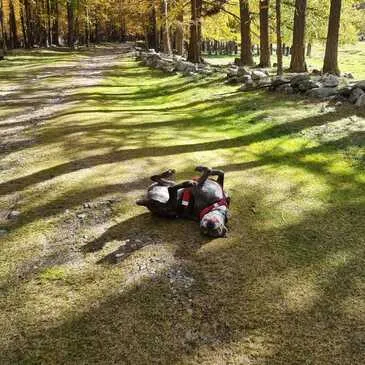 Balade en Cani-Rando près d'Evian-les-Bains