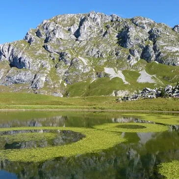 Balade en Cani-Rando près d'Evian-les-Bains