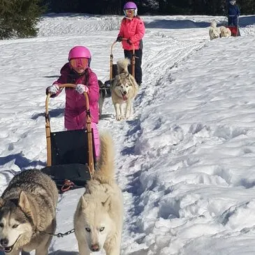 Conduite d'un Attelage de Chiens près de Thonon-les-Bain