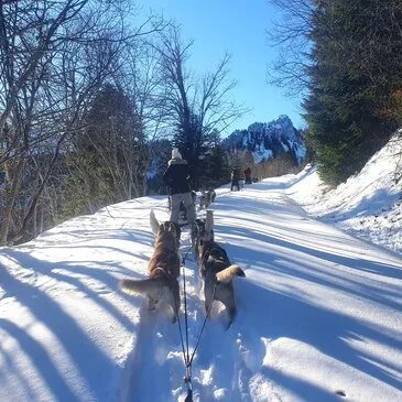 Conduite d'un Attelage de Chiens près de Thonon-les-Bain