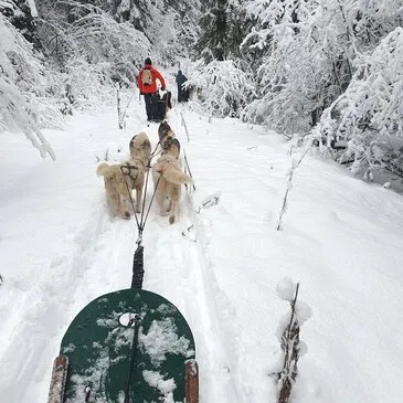 Conduite d'un Attelage de Chiens près de Thonon-les-Bain