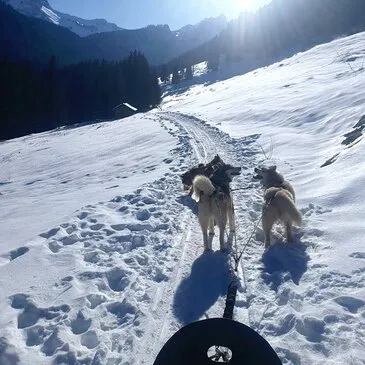 Conduite d'un Attelage de Chiens près de Thonon-les-Bain