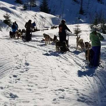 Conduite d'un Attelage de Chiens près de Thonon-les-Bain