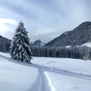Conduite d'un Attelage de Chiens près de Thonon-les-Bain