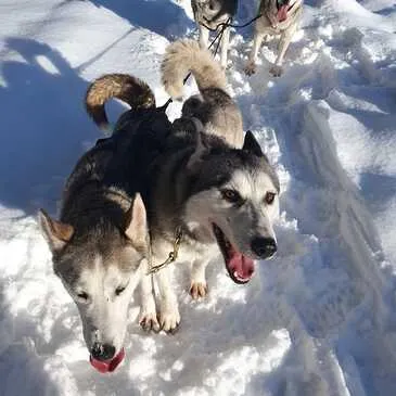 Conduite d'un Attelage de Chiens près de Thonon-les-Bain