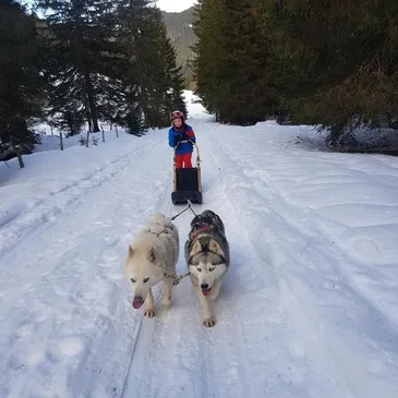 Conduite d'un Attelage de Chiens près de Thonon-les-Bain