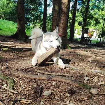 Balade en Cani-Rando près de Thonon-les-Bains