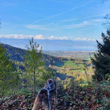 Balade en Cani-Rando près de Thonon-les-Bains