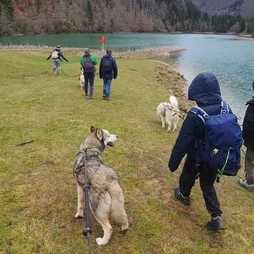 Balade en Cani-Rando près de Thonon-les-Bains