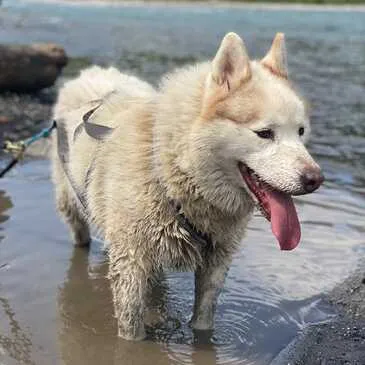 Balade en Cani-Rando près de Thonon-les-Bains