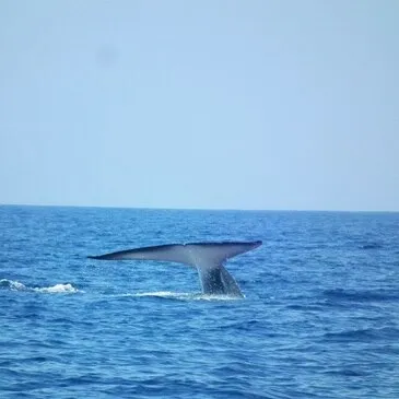 Sortie en Mer à la rencontre des Dauphins et Baleines à Bandol