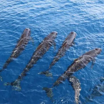 Sortie en Mer à la rencontre des Dauphins et Baleines à Bandol