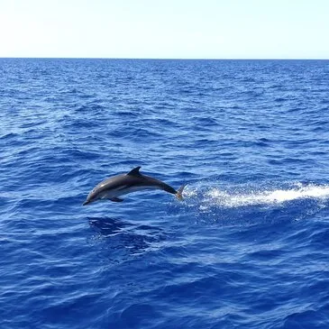 Sortie en Mer à la rencontre des Dauphins et Baleines à Bandol