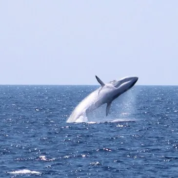 Sortie en Mer à la rencontre des Dauphins et Baleines à Bandol