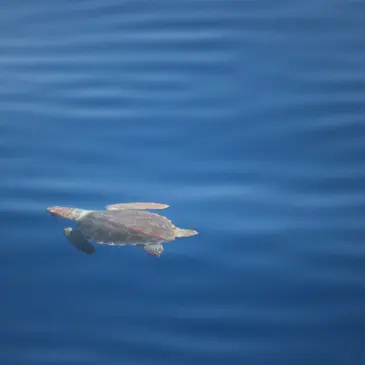 Sortie en Mer à la rencontre des Dauphins et Baleines à Bandol