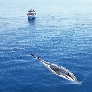Sortie en Mer à la rencontre des Dauphins et Baleines à Bandol