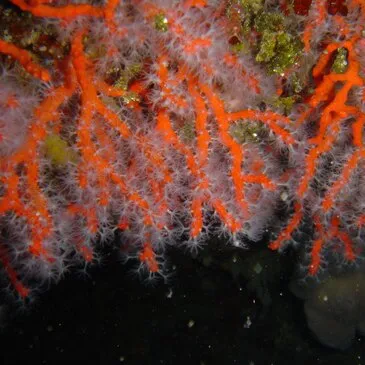 Baptême de Plongée à Antibes