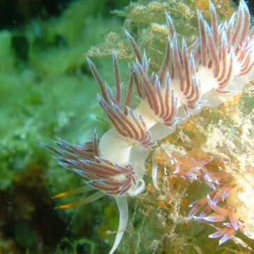 Baptême de Plongée à Antibes