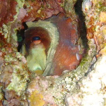 Baptême de Plongée à Antibes