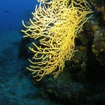 Baptême de Plongée à Antibes