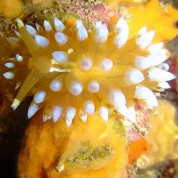 Baptême de Plongée à Antibes