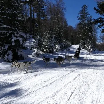 Randonnée en Chiens de Traîneau à Hautacam