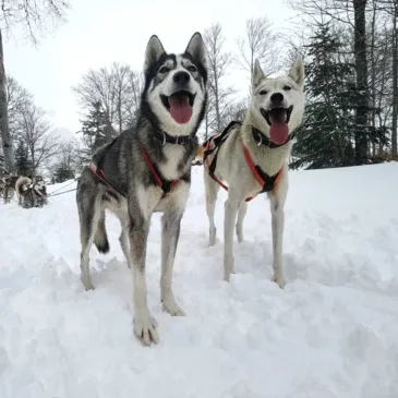 Randonnée en Chiens de Traîneau à Hautacam