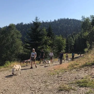 Balade en Cani-Rando au Val d'Azun