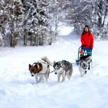 Randonnée en Chiens de Traîneau à Mont-Saxonnex