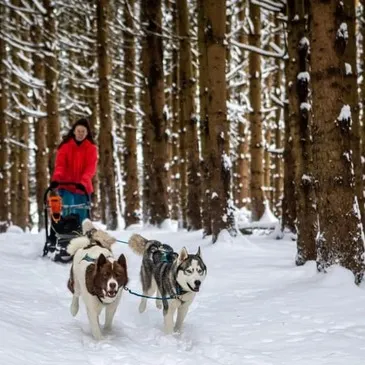 Randonnée en Chiens de Traîneau à Mont-Saxonnex