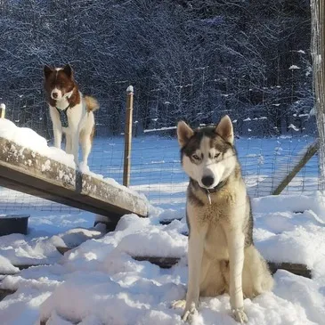 Randonnée en Chiens de Traîneau à Mont-Saxonnex