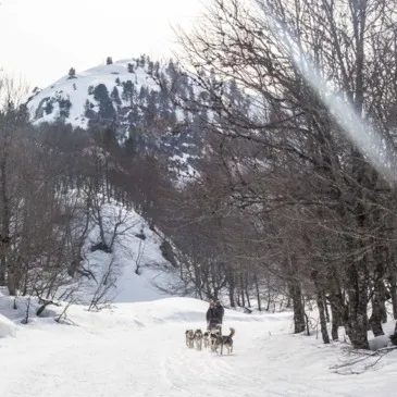 Randonnée en Chiens de Traîneau à La Pierre Saint-Martin
