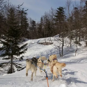 Randonnée en Chiens de Traîneau à La Pierre Saint-Martin